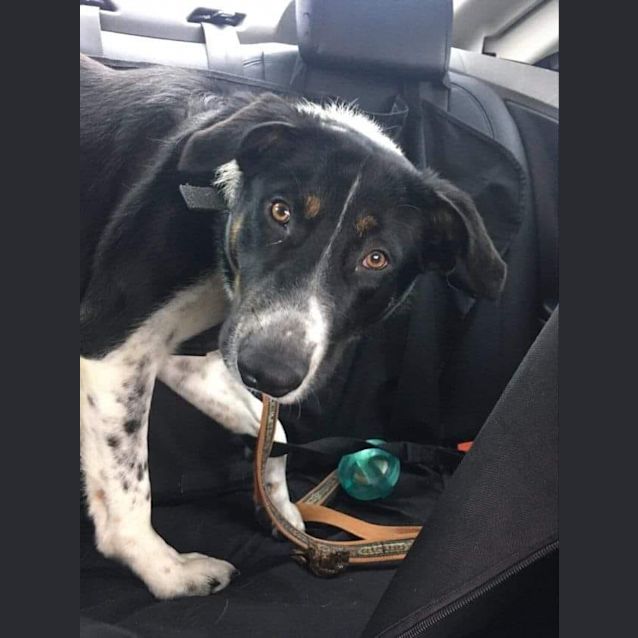 Photo of Rizer Dl2512