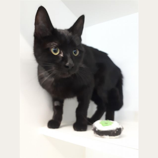 Photo of Berlioz