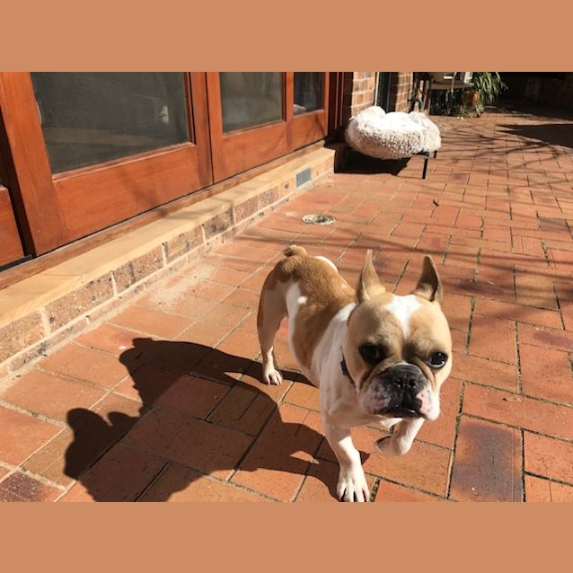 Photo of Sam The Frenchie 