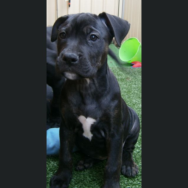 Photo of Lotus ~ Wolfhound X Puppy ~ On Trial 4/10/20