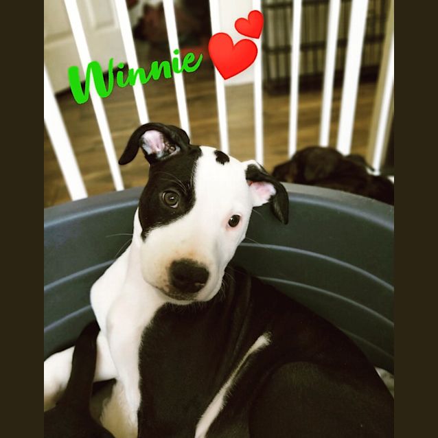 Photo of Winnie ~ Wolfhound X (On Trial 26/09/20)