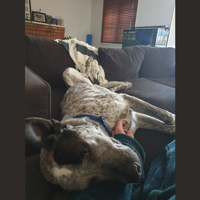 Photo of Hank
