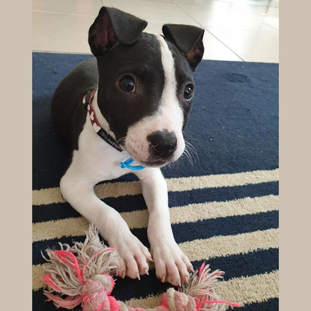 Photo of Badger