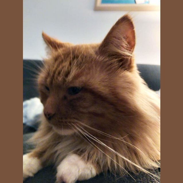 Photo of Bowser ❤