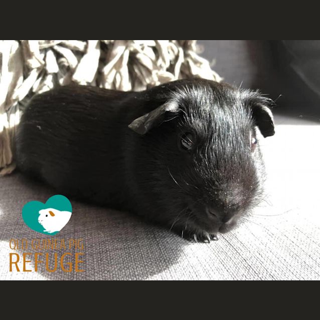 Photo of Bob (Desexed Male)