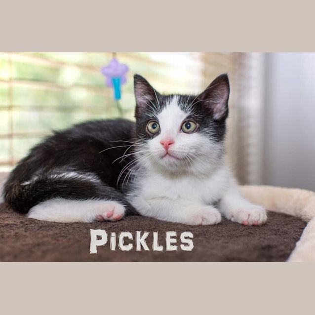 Photo of Pickle