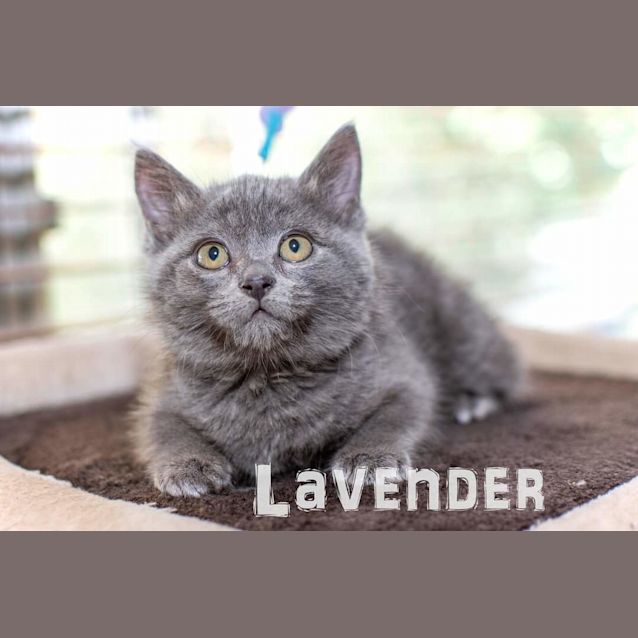 Photo of Lavender