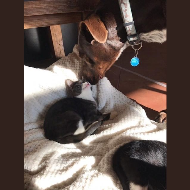 Photo of Zappy And Angel ** Adorable **