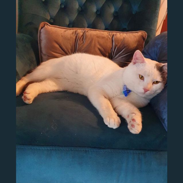 Photo of Patty ~ 3yr Old Dsh (On Trial 04/08/20)