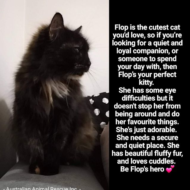 Photo of 💛Flop💛