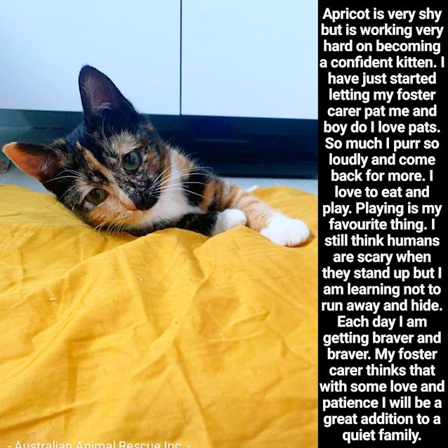 Photo of 🧡🧡Apricot🧡🧡