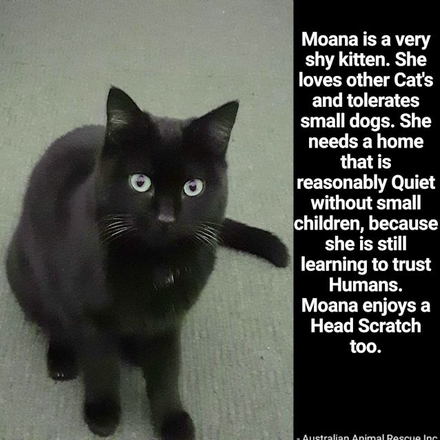 Photo of 🖤🖤Moana🖤🖤