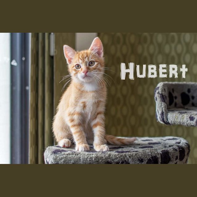 Photo of Hubert