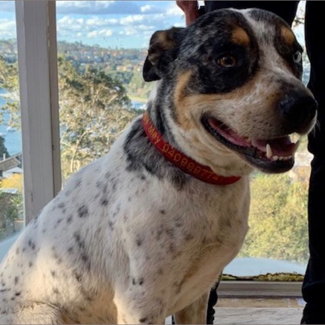 Photo of Buddy