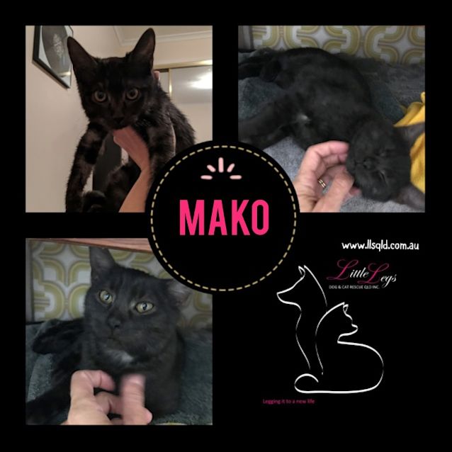 Photo of Mako