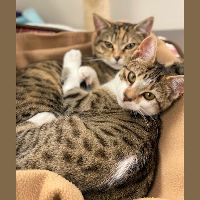 Photo of Hazelnut And Nutmeg   Bonded Sisters