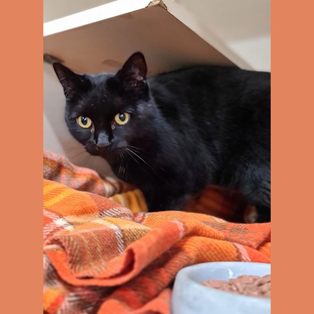 Photo of Midnight