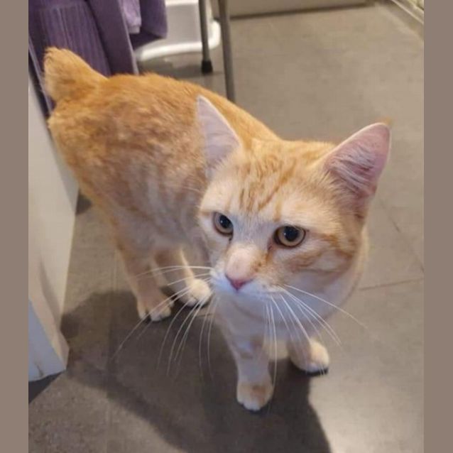 Photo of Whiskers