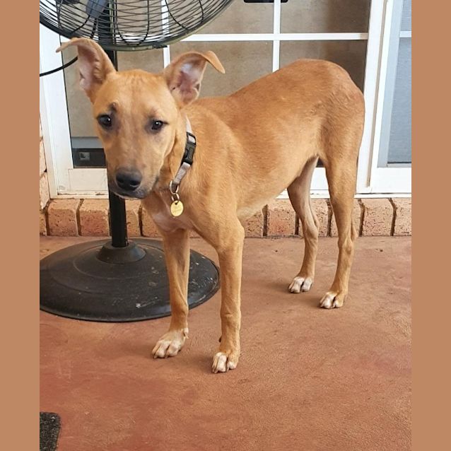 Photo of Chopper