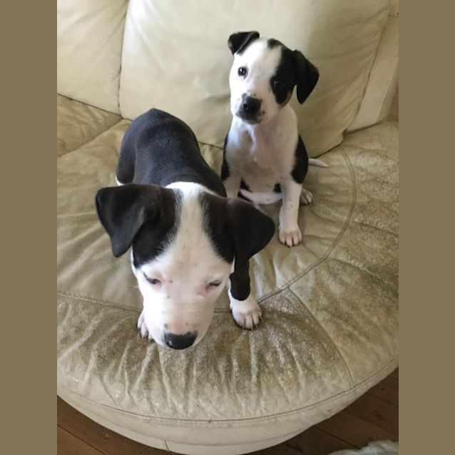 Photo of Holly And Harley