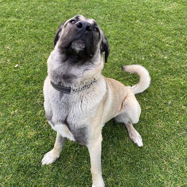 Photo of Colt *Application Pending*