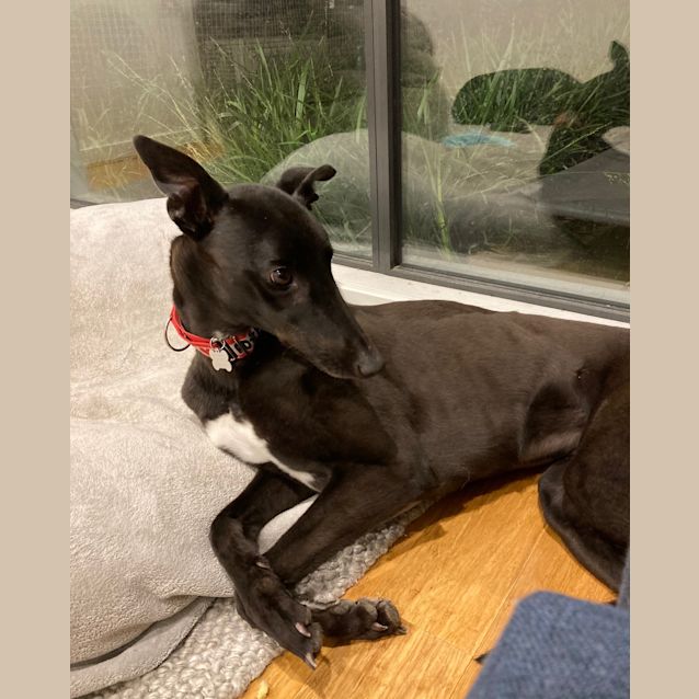 Photo of Joey   Melbourne 