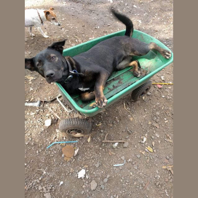 Photo of ♥ Bonnie ♥ ~ Puppy Eagerness