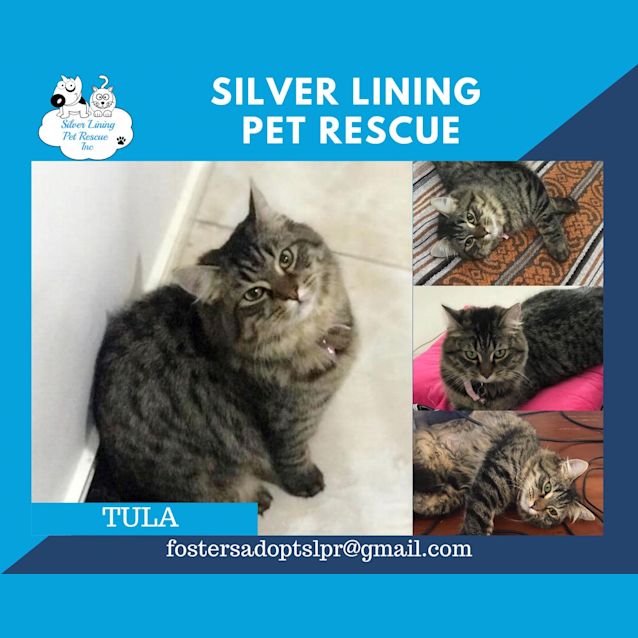 Photo of Tula
