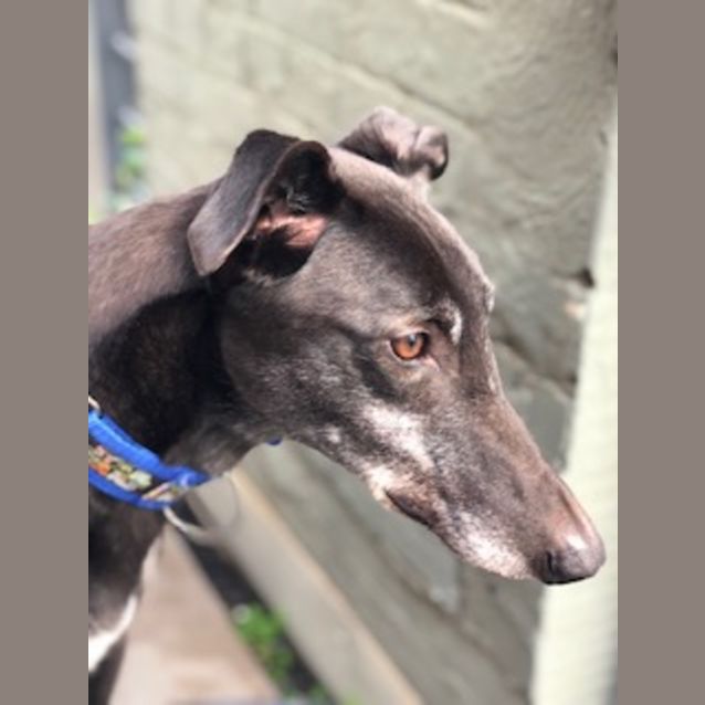 Photo of Bear   Melbourne