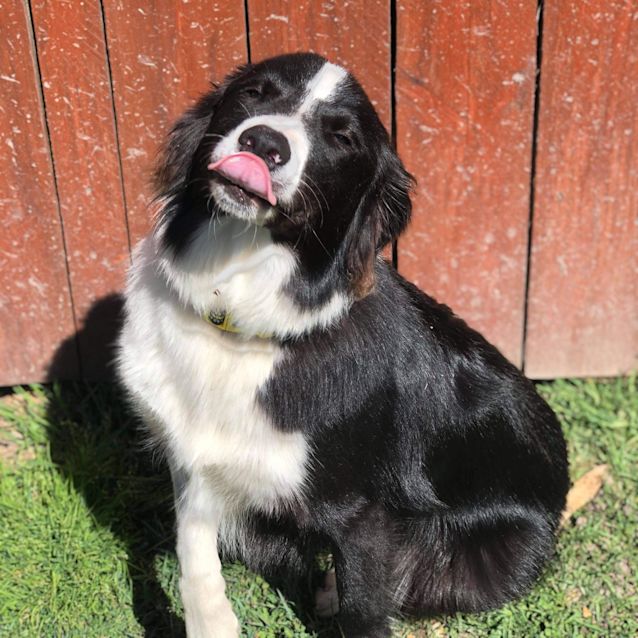 Photo of Mango 