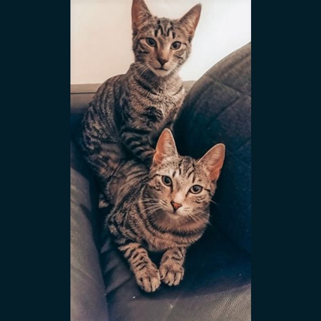 Photo of Savannah And Cleocatra