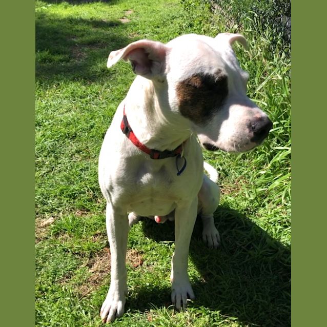 Photo of Boss ~ 3yr Old Staffy X ~ Pending Adoption 13/9/20
