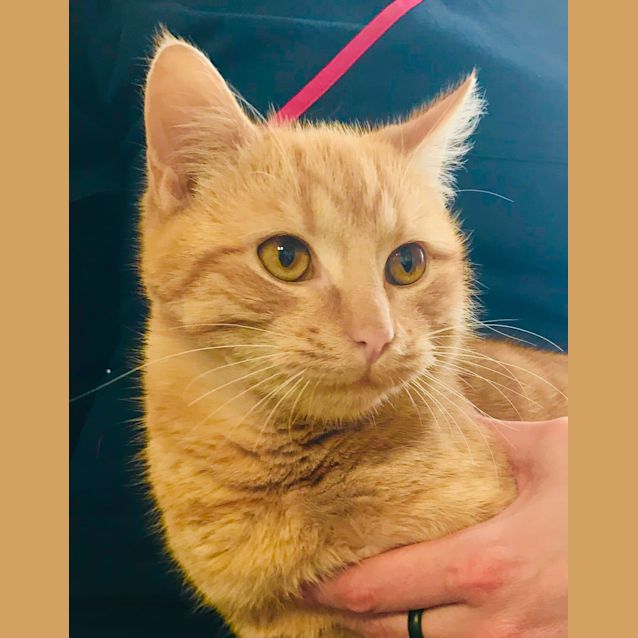 Photo of Mango