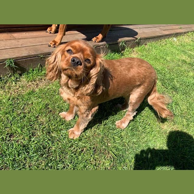 Photo of Chester 💚