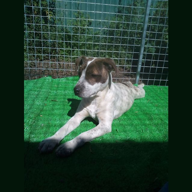 Photo of ♥ Mia ♥ ~ Puppy Love