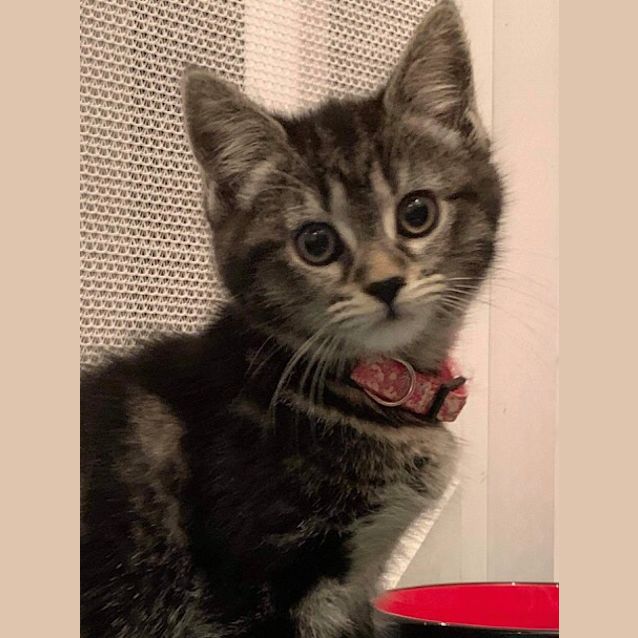 Photo of Millie 🎀