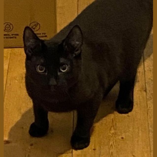 Photo of Pip