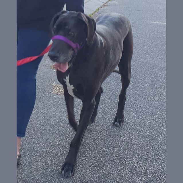 Photo of Rosie