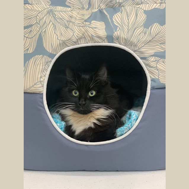 Photo of Popcorn