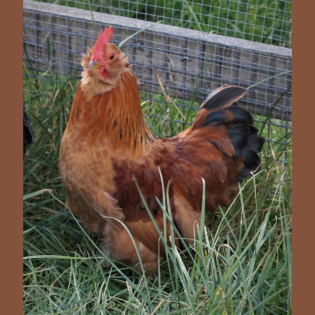 Photo of Huffle