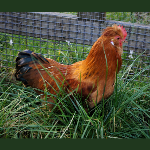 Photo of Puff