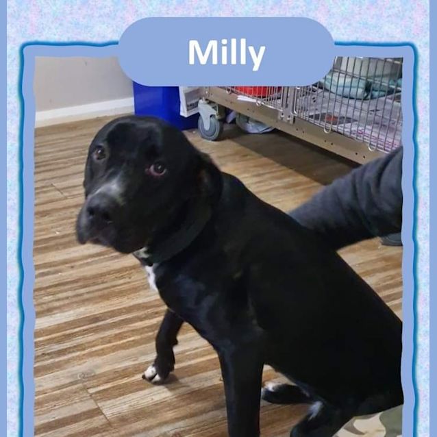 Photo of Milly