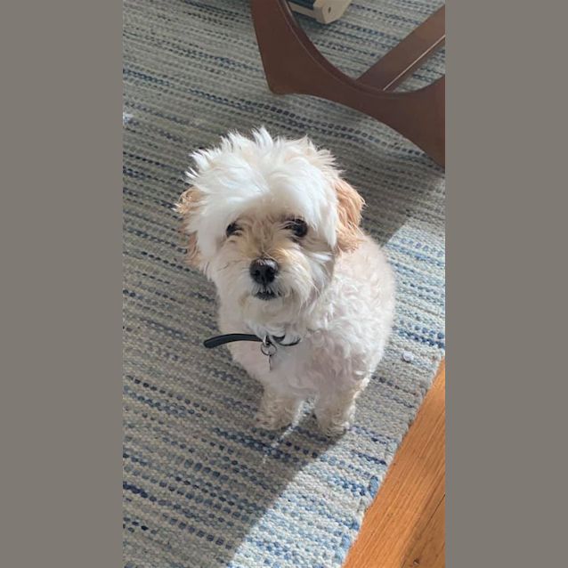 Photo of Bella