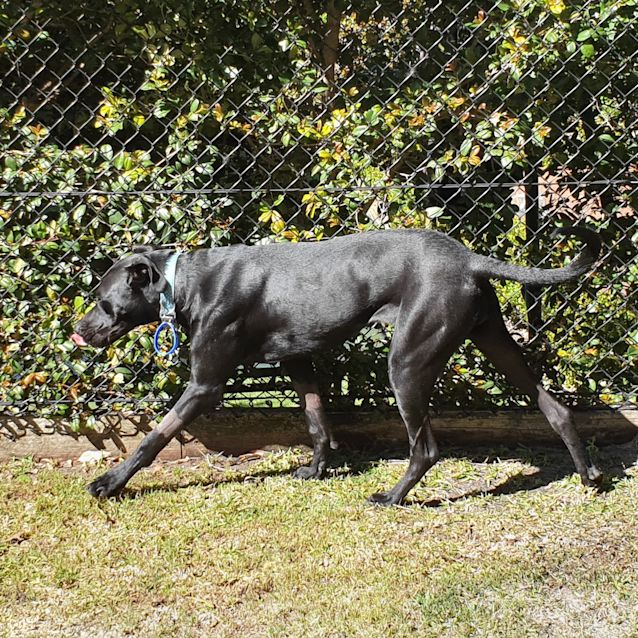 Photo of Tippy ~ 1yr Old Mastiff X (On Trial 05/09/20)