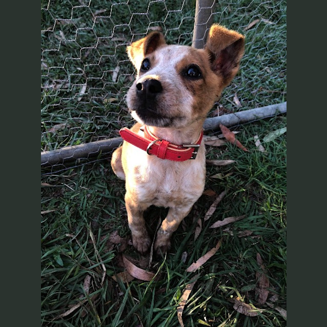 Photo of Biscuit