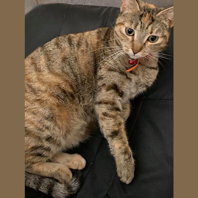 Photo of Gizmo