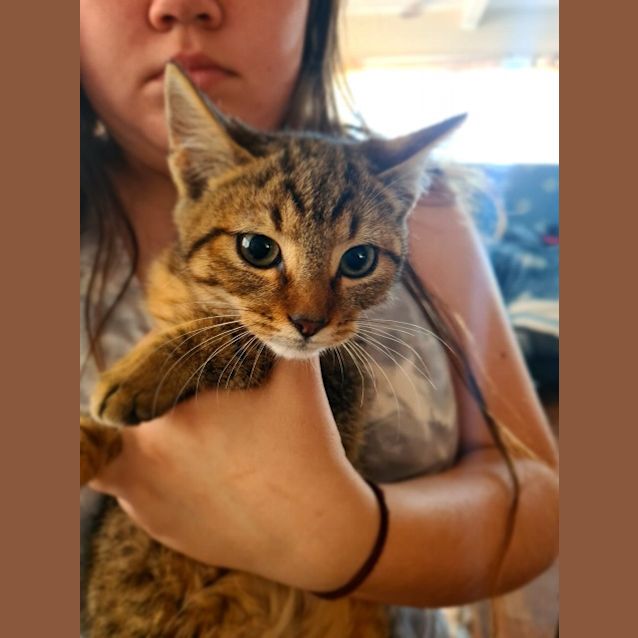 Photo of Merlin