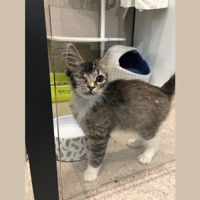 Photo of Pirate 