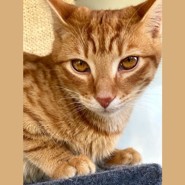Photo of Aztec