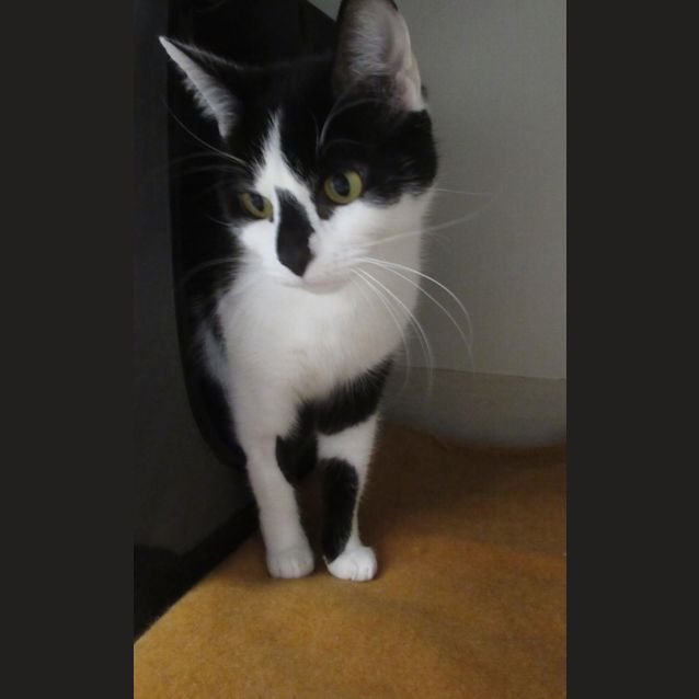 Photo of Diamond 